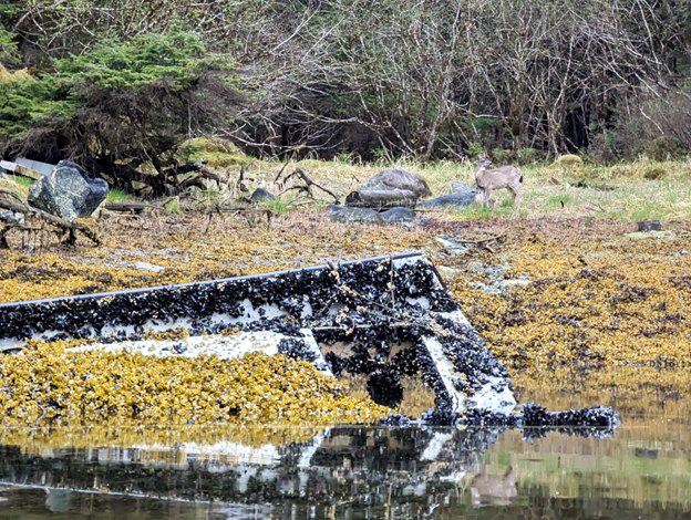 Sitka Conservation Society, Alaska