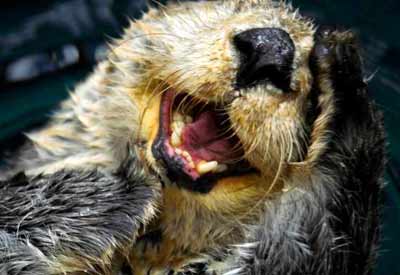 a cute otter in the water