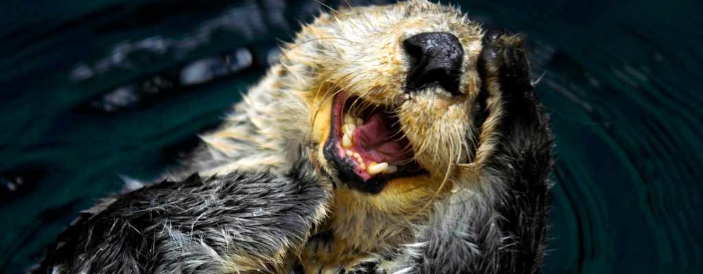 a happy otter out of the water