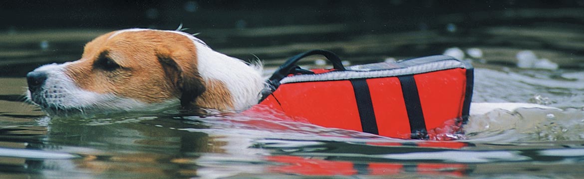 A pup swimming wearing a red life jacket