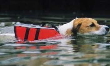 A small dog swims with a red dog live vest attached