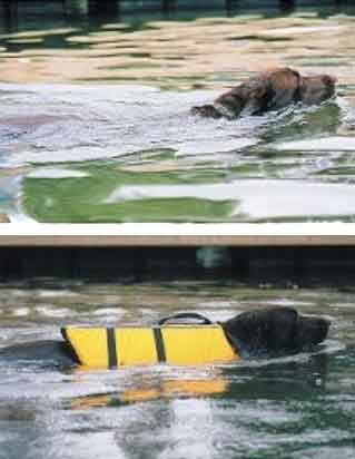 A small dog swims with a red dog live vest attached