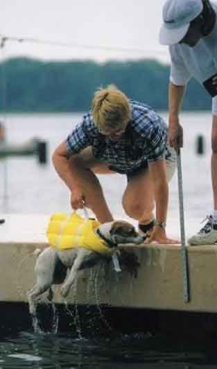 A small dog swims with a red dog live vest attached