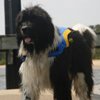 A big Newfoundland dog waits to test out a dog life vest.