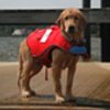 A young pup waits on the dock with his lifevest.