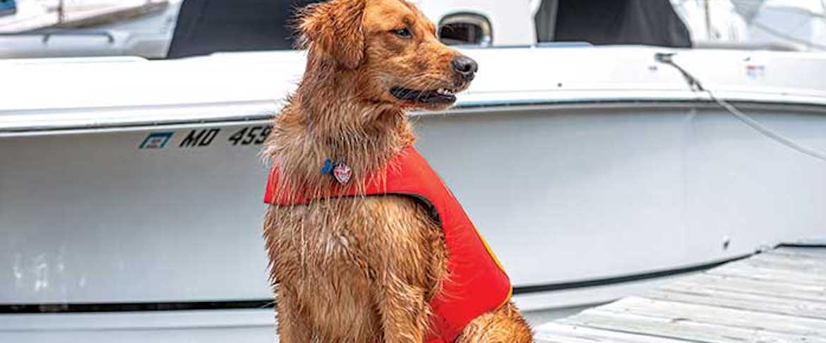 Doggy Lifejackets