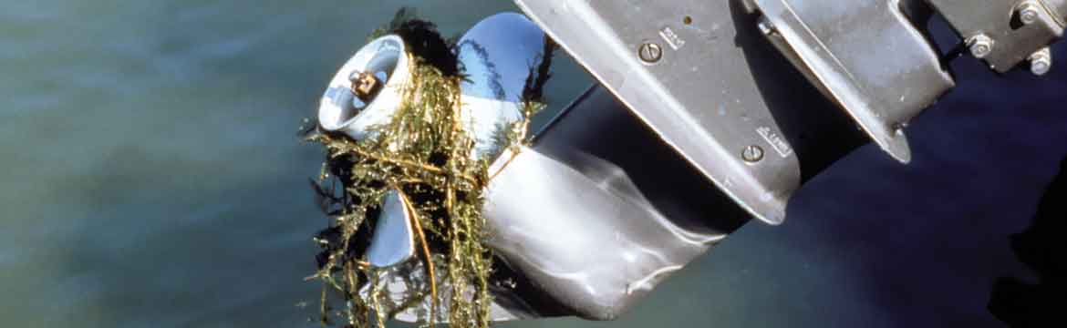 a lower unit wrapped in an invasive seaweed
